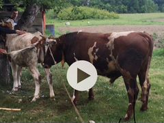 Осименитель коров осеменение вязка коров