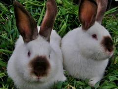 Кролики Калифорнийского породы
