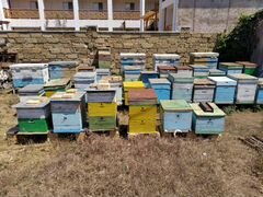 Пчелы, пчелопакеты, матки, улики
