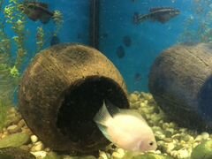 Рыба Северум альбинос