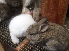 Кролики и крольчата мясных пород