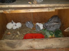 Кролики с крольчихой