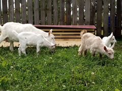 Зааненские козы дойные и козлики