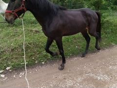 Лошадь, Кабардинская порода