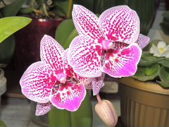 Детка орхидеи фаленопсис