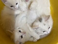 Белые котята1,5мес,от домашней кошки,приучены к ло