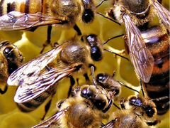 Пчелы семья