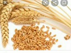 Продам размол пшеничный