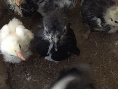 Цыплята Кохинхин 1-1,5 месяца