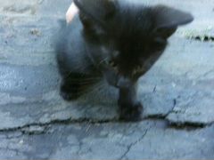 Чёрные чёрные котятя от кошки мышеловки