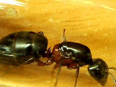 Муравьи(Camponotus herculeanus)