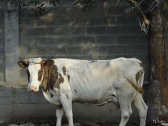 Продается породистая корова