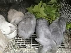 Кролики-Французский Баран