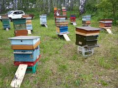 Пчелиное хозяйство (пасека)