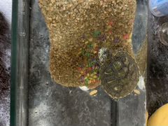 Водная черепаха с аквариумом и камушком
