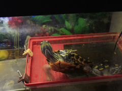 Аквариум и пара красноухих черепах