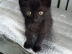 Чёрный котенок мальчик