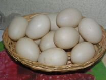 Продаю яйцо инкубационное индоутки
