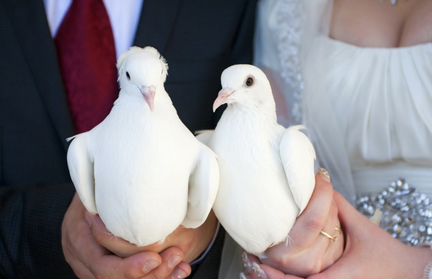 Белые Голуби на свадьбу
