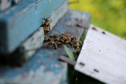 Пасека, пчелы, инвентарь