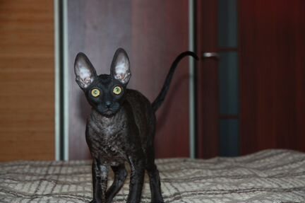 Черный котенок корниш-рекс