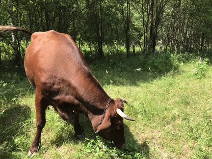 Корова красногорбатовская