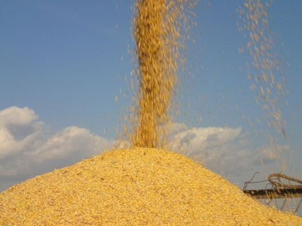 Зерно пшеница 5 тонн