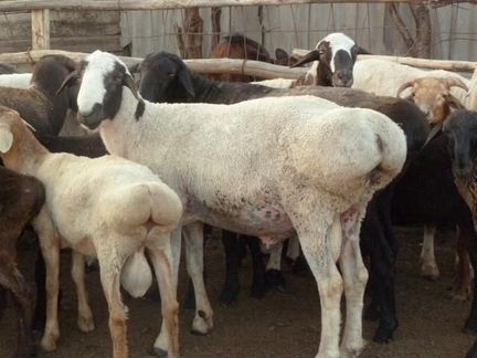 Продажа овец и баранов оптом и в розницу