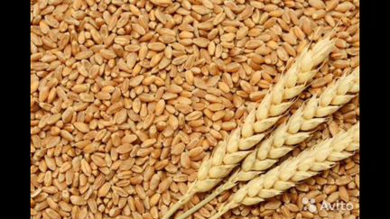 Пшеница,овес, зерно