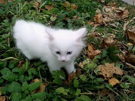 Котенок белый, породы ангор