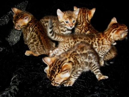 Бенгальские котятки