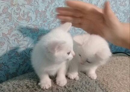 Очаровательные белые котята