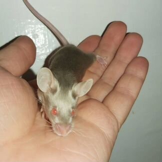 Сатиновые мышки редких окрасов