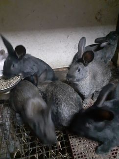 Кролики Мясные помесь венского голубого и фландера