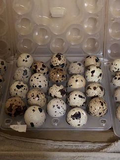 Яйца инкубационное Техас и Фараон