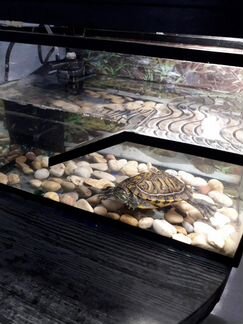 Черепаха с аквариумом + фильтр и камни,также отдам