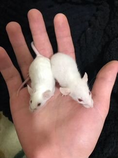 Крысы и мыши альбиносы