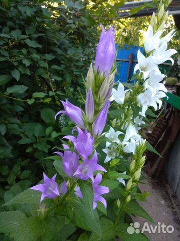 Многолетний колокольчик и другие многолетники