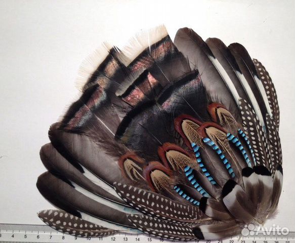 Перья птиц (в том числе наборы)