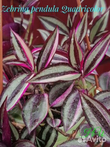 Традесканции сортовые альбом 1