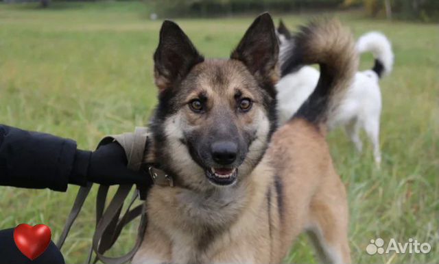 Собачка Линда из приюта ищет дом