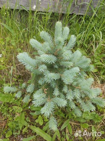 Ель голубая