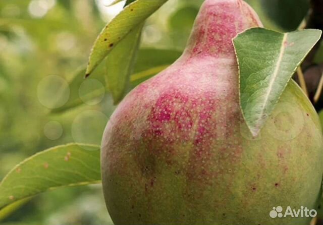 Саженцы груши