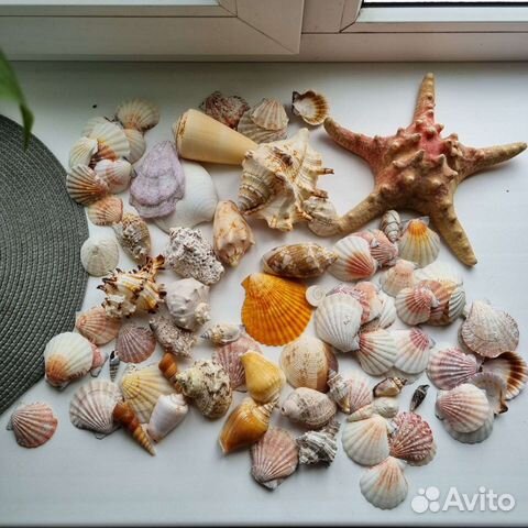 Ракушки морские, и звезда, набор