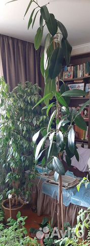 Большой Фикус Робуста