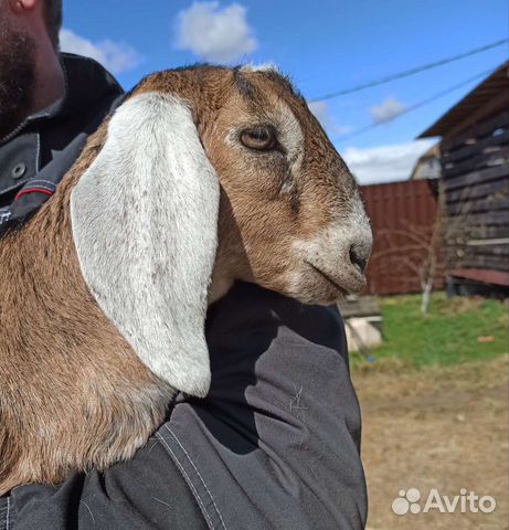 Англо нубийские козы козлята