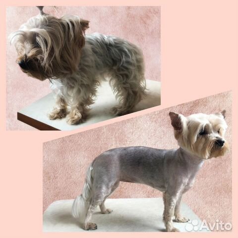 Груминг собак