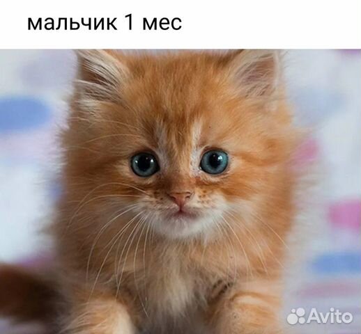 Маленький котёнок рыжий белый полосатый серый