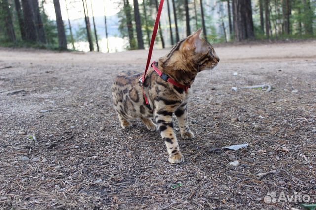 Вязка (котята)