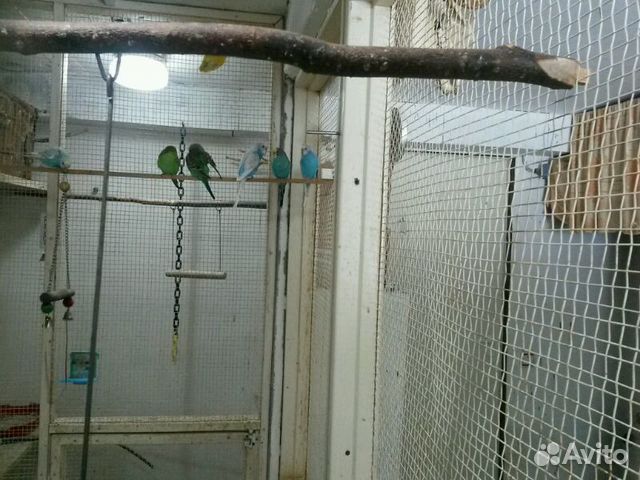 Попугаи волнистые 2.5 месяца купить на Зозу.ру - фотография № 1